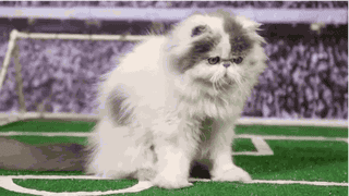Illustration for article titled Here Are Your World Cup Highlights As Portrayed by Cats